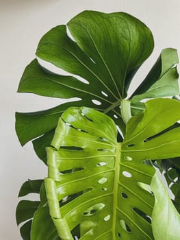 Leaves of Monstera deliciosa plant on a white background. High quality photo. new leaf