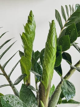 Zamioculcas zamifolia - dollar tree. Jewel of Zanzibar The tree is said to be auspicious. Suitable for decorating your home and office.