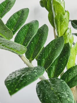 Zamioculcas zamifolia - dollar tree. Jewel of Zanzibar The tree is said to be auspicious. Suitable for decorating your home and office.