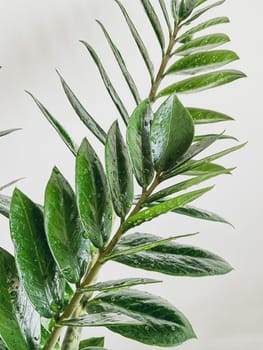 Zamioculcas Zamiifolia in a white pot isolated on a white background with space for text/copyright and a crystal peeking out of the pot.