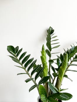 Zamioculcas Zamiifolia in a white pot isolated on a white background with space for text/copyright and a crystal peeking out of the pot.