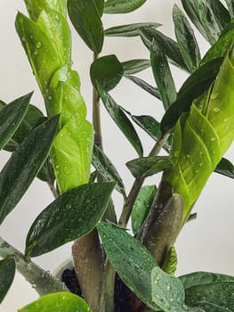 Zamioculcas zamifolia - dollar tree. Jewel of Zanzibar The tree is said to be auspicious. Suitable for decorating your home and office.