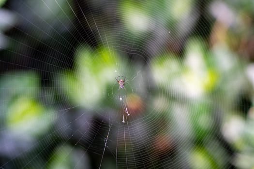 Stunning close-up of a spider web with dew drops and a spider in the middle. The background is blurred, leaving space for text.