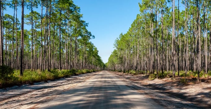 Wide dirt road in a forest of conifers, Florida