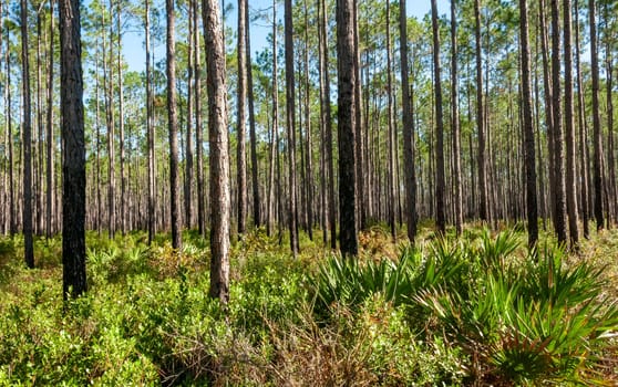 Small palms in the undergrowth among the conifers in the Louisiana swamps