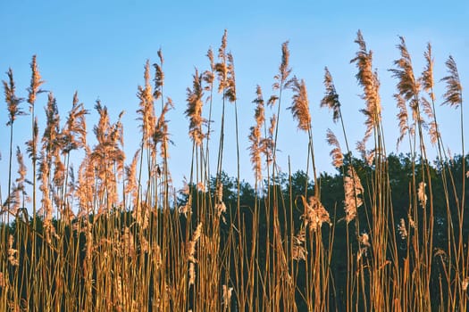 a tall, slender-leaved plant of the grass family, which grows in water or on marshy ground. Dried cane reeds against the background of the sky and the winter forest.