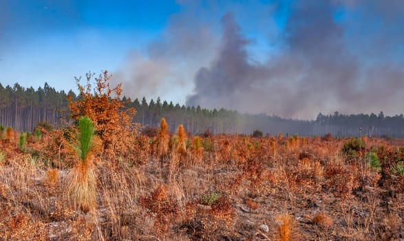 Wildland fires, Burnt field with tree plantings and palm trees, Florida