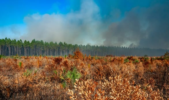 Wildland fires, Burnt field with tree plantings and palm trees, Florida