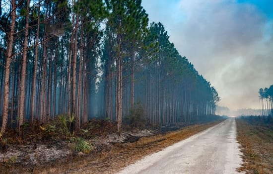 Wildland fire, burning forest with conifers, smoke in the woods, Florida