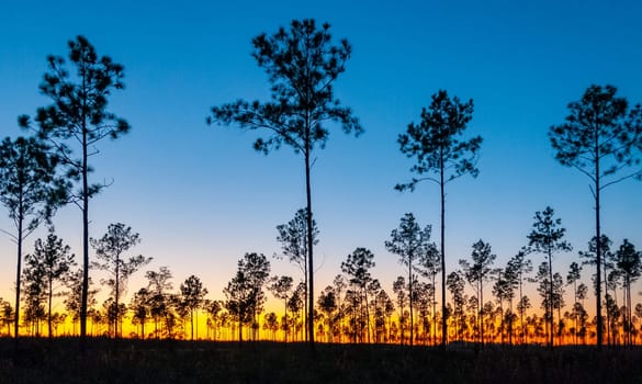 Lone conifer trees against a red sunset, Florida