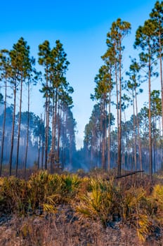 Wildland fire, burning forest with conifers, smoke in the woods, Florida