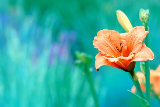 an Old World plant of the iris family, with sword shaped leaves and spikes of brightly colored flowers, popular in gardens.