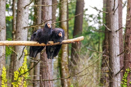 Pair of rescued California Condors perching on the tree branch.