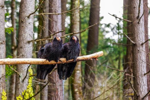 Pair of rescued California Condors perching on the tree branch.