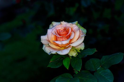 Beautiful rose blooms in Washington Park, International Rose Test Garden, Portland, Oregon.