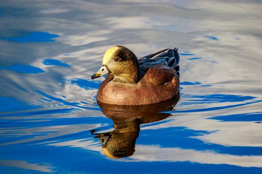 Male American wigeon swimming leisurely, with reflection showing in the water.