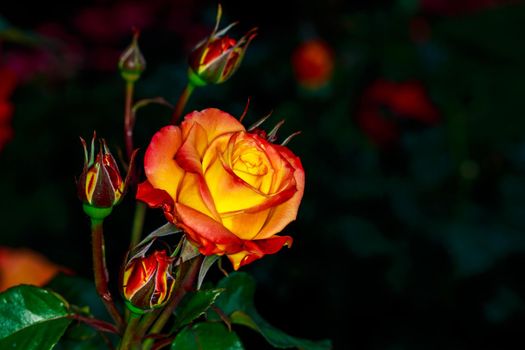 Beautiful rose blooms in Washington Park, International Rose Test Garden, Portland, Oregon.