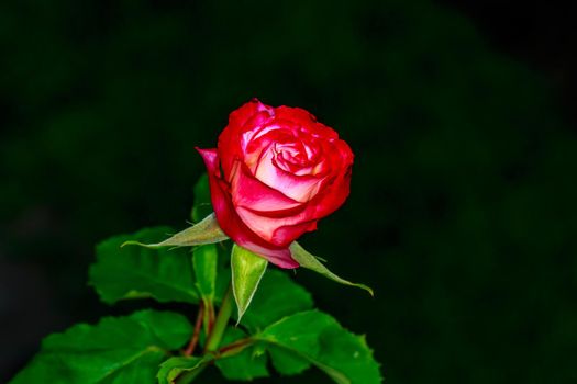 Beautiful rose blooms in Washington Park, International Rose Test Garden, Portland, Oregon.