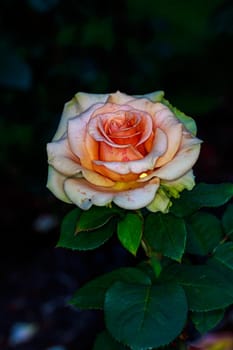 Beautiful rose blooms in Washington Park, International Rose Test Garden, Portland, Oregon.