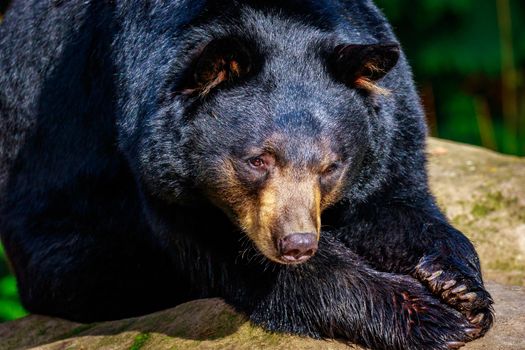 Close-up of an american black bear, sunbathing on a rock.