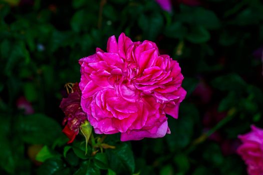 Beautiful rose blooms in Washington Park, International Rose Test Garden, Portland, Oregon.