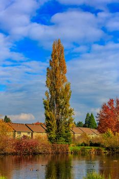 Colorful tree leaves by the lake, in Commonwealth Lake Park, Beaverton, Oregon.