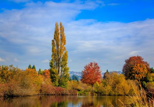 Colorful tree leaves by the lake, in Commonwealth Lake Park, Beaverton, Oregon.