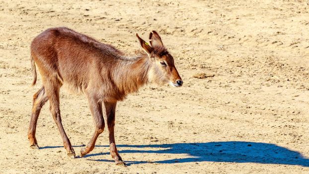 Female Defassa Waterbuck walking on dry land.