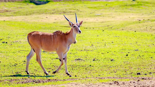 A female common eland antelope walking across the grassland.