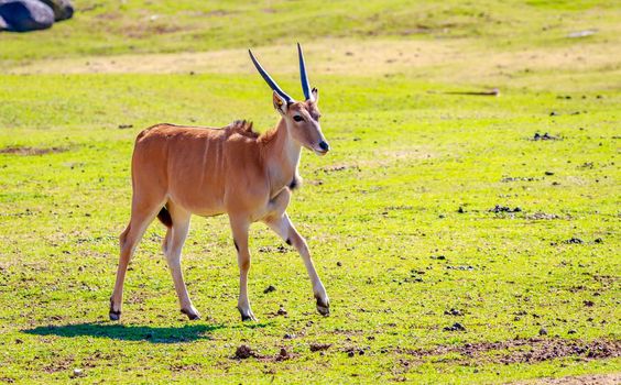 A female common eland antelope walking across the grassland.