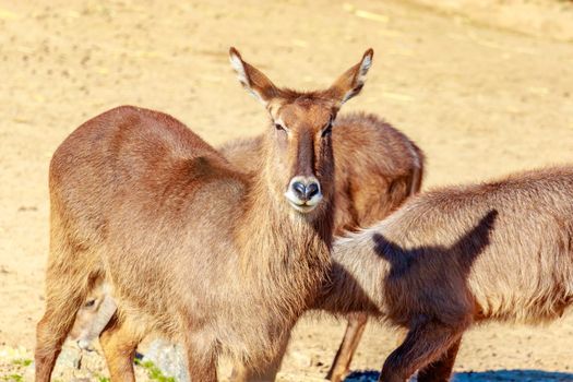 Female Defassa Waterbuck looking at the camera.