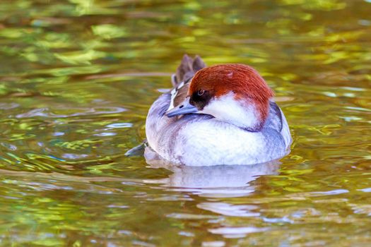 A Female Smew Duck swims on the lake.