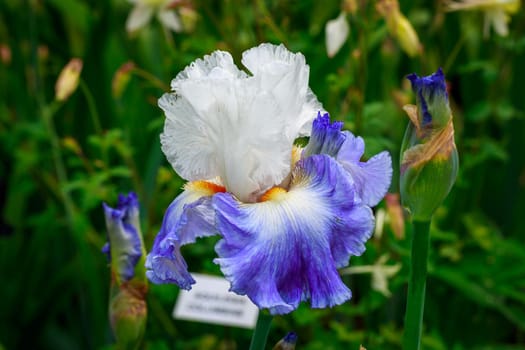 Beautiful bearded iris flower blooming in the garden.