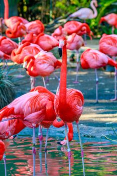 A group of red falmingos wading in water.