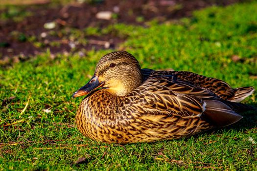 Female mallard duck sitting on the meadow, at sunset.