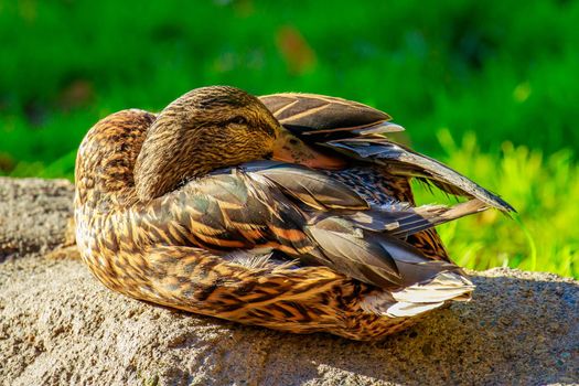 Female mallard duck hiding beak in feathers on its back.
