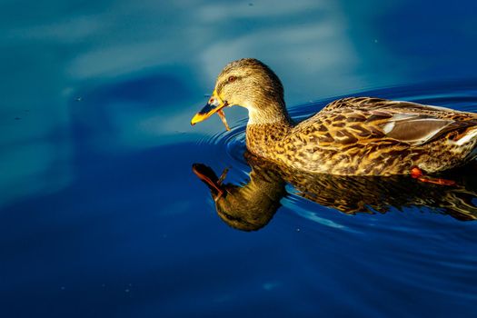 Female mallard duck swimming leisurely, with reflection showing in the water.