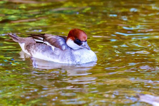 A Female Smew Duck swims on the lake.