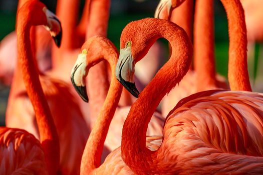 Close-up of a group of red flamingos.
