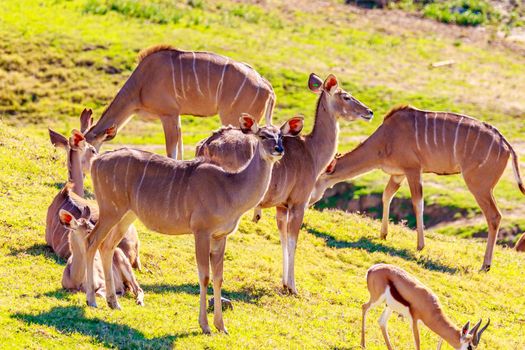 A group of female nyala antelopes on guard in a circle.