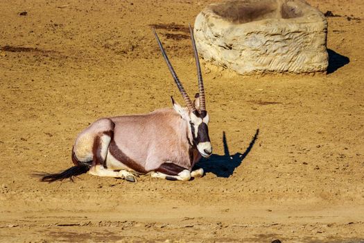 A gemsbok antelope (Oryx gazella) resting on the dry land.