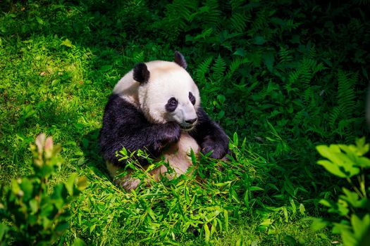 Hungry giant panda bear eating bamboo.