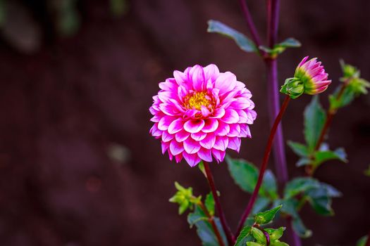 Closeup of dahlia flower in full bloom in the garden.