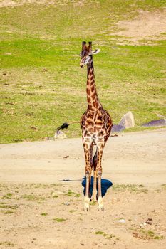 A Giraffe walking through the grasslands, under the harsh sunshine.