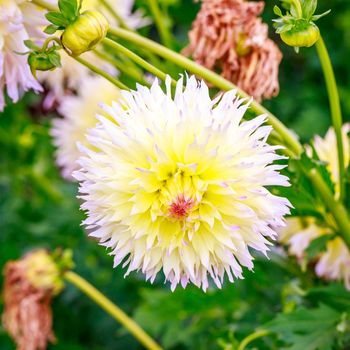 Closeup of dahlia flower in full bloom in the garden.