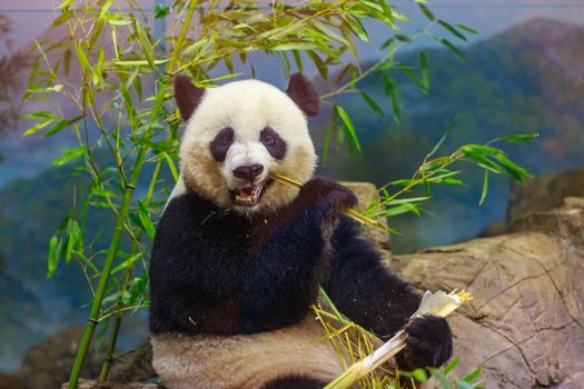 Hungry giant panda bear eating bamboo.