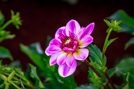 Closeup of dahlia flower in full bloom in the garden.