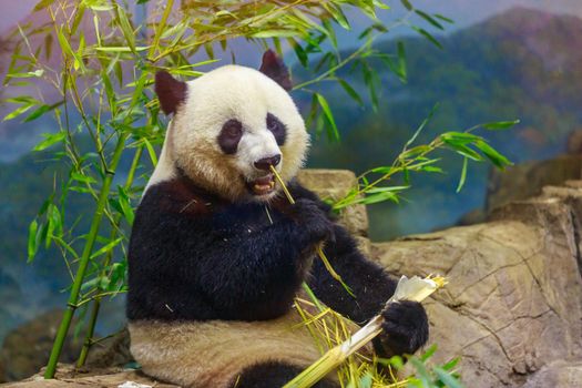 Hungry giant panda bear eating bamboo.