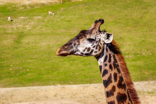 Close-up of a giraffe's head and upper neck.