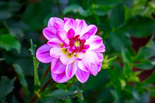 Closeup of dahlia flower in full bloom in the garden.